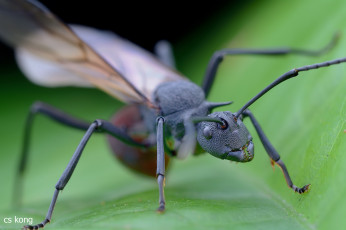 Картинка животные насекомые муравьиха лист макро