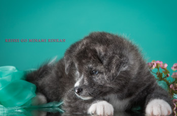 Картинка животные собаки акита японская щенок пёсик серый дымчатый