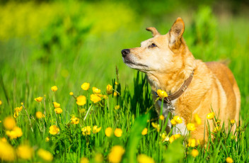 Картинка животные собаки собака цветы луг