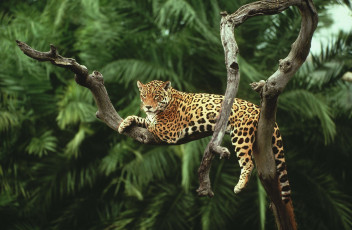 Картинка животные Ягуары деревья ветка отдых пальмы ягуар
