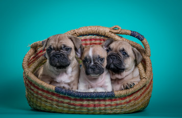 Картинка животные собаки французский бульдог щенки корзина трио