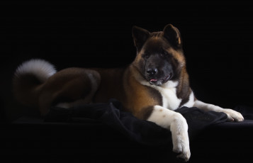Картинка животные собаки красавец пёс американская акита