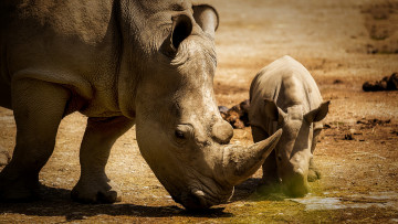обоя животные, носороги, семья