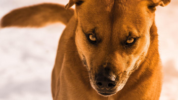 Картинка животные собаки взгляд собака шерсть фон