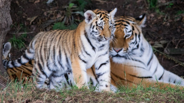 Картинка животные тигры семья