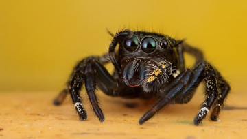 Картинка животные пауки паучок