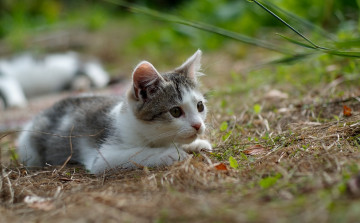 Картинка животные коты охота мордочка котенок трава