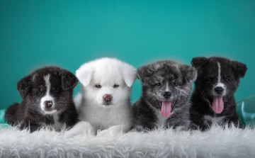 Картинка животные собаки язык квартет щенки японская акита
