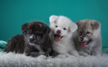 Картинка животные собаки языки щенки трио японская акита забавные