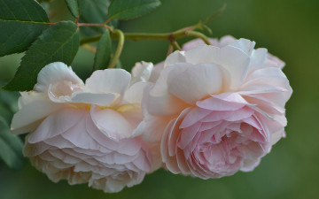 Картинка цветы розы лепестки бутоны макро