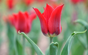 Картинка цветы тюльпаны лепестки красный тюльпан