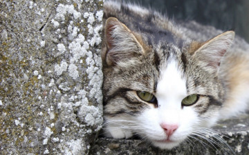 Картинка животные коты кот улица камни отдых