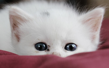 Картинка животные коты котенок кот белый прячется