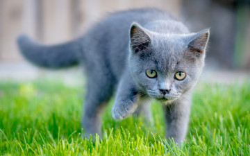 Картинка животные коты котёнок взгляд трава