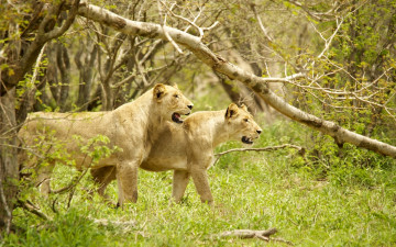 Картинка животные львы деревья охота сила грация львица хищники