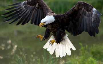 Картинка животные птицы+-+хищники хищник птица ястреб белоголовый орлан крылья
