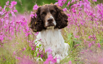 Картинка животные собаки цветы луг собака