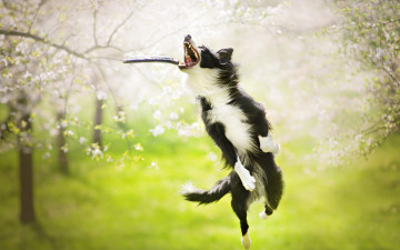 Картинка животные собаки прыжок игра собака