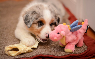 Картинка животные собаки собака щенок игрушка