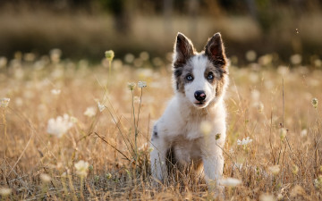Картинка животные собаки трава собака щенок луг
