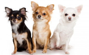 Картинка животные собаки трое Чихуахуа