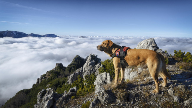 Обои картинки фото животные, собаки, небо, шерсть, горы, облака, собака