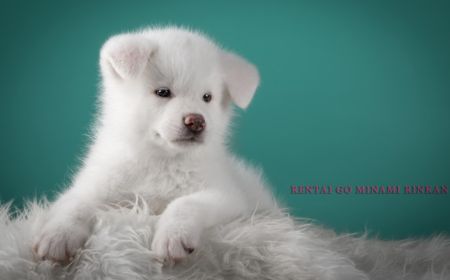 Обои картинки фото животные, собаки, японская, акита, белый, пушистый, пёсик, милый, щенок