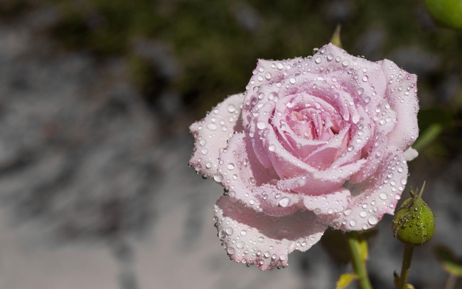Обои картинки фото цветы, розы, капли, роса, паутина, фон, макро