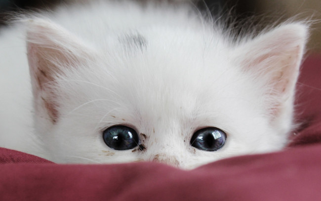 Обои картинки фото животные, коты, котенок, кот, белый, прячется