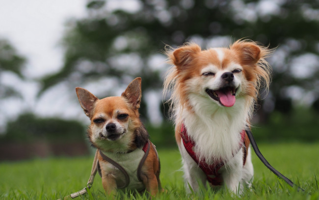 Обои картинки фото животные, собаки, радость, Чихуахуа, парочка, настроение