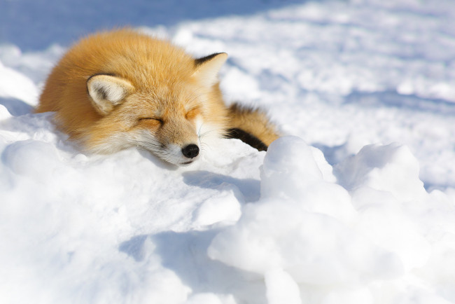 Обои картинки фото животные, лисы, лиса, снег, взгляд
