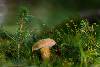 Картинка природа грибы желчный гриб