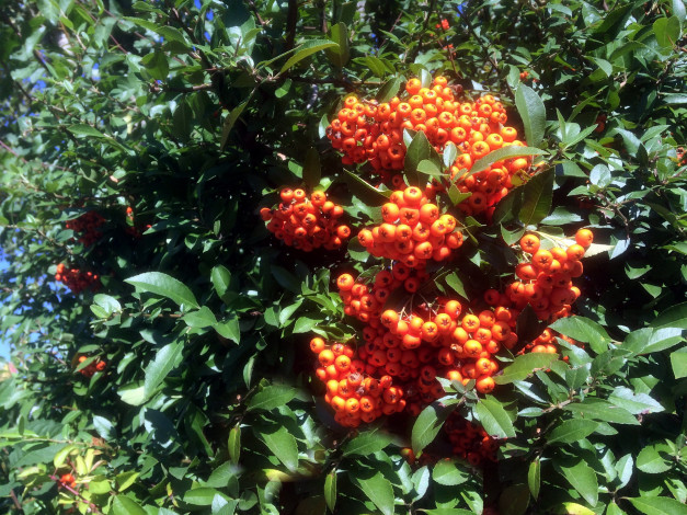 Обои картинки фото природа, Ягоды, оранжевые, ягоды