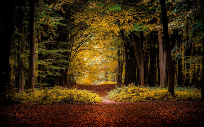 Обои картинки фото природа, лес, пейзаж, деревья, осень
