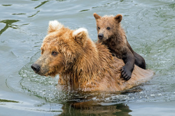 обоя животные, медведи, медведь