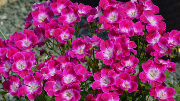 Картинка цветы герань розовый