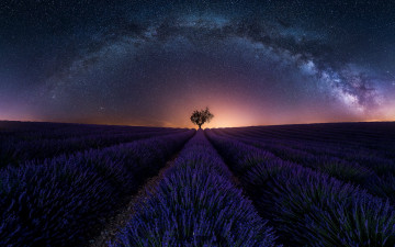 Картинка цветы лаванда дерево ряды поле небо закат звезды
