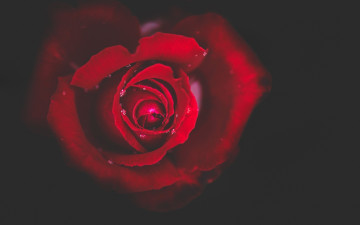 Картинка цветы розы капли красная роза