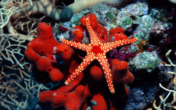 Картинка животные морская+фауна кораллы актинии морская звезда