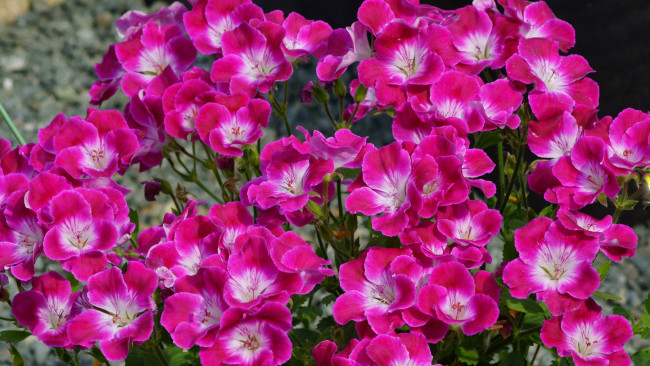 Обои картинки фото цветы, герань, розовый