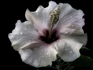 Картинка цветы гибискусы белый гибискус макро капли