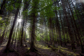 Картинка природа лес сосновый лучи