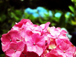 Картинка цветы гортензия