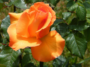 Картинка цветы розы оранжевый яркий
