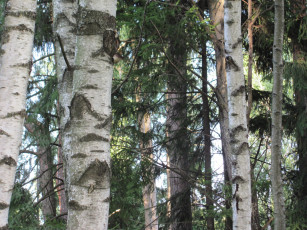 Картинка природа лес сосны березы стволы