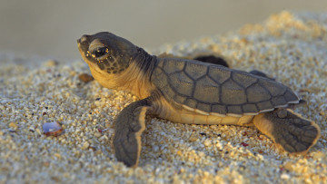 Картинка green sea turtle животные Черепахи песок черепашонок зеленая морская черепаха