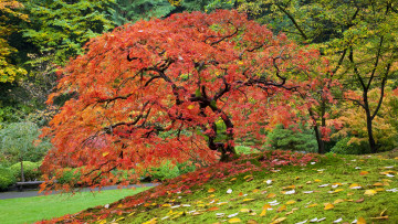 Картинка природа деревья осень трава