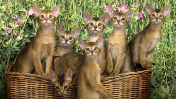 Картинка животные коты корзинка котята абиссинская кошка