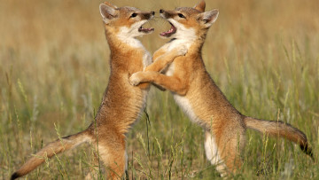 Картинка животные лисы драка трава