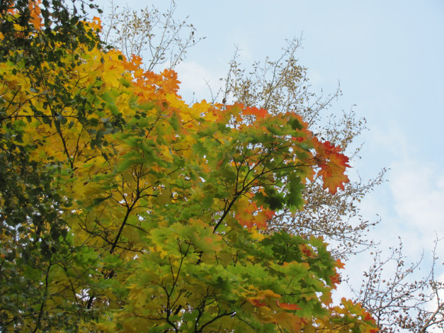 Обои картинки фото природа, деревья, небо, клен, осень, листья